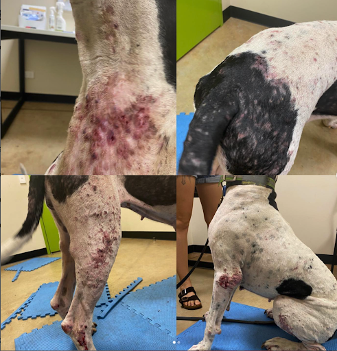 case-study-dog-3a