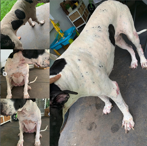 case-study-dog-3b