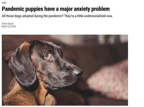 pet-anxiety-headline-min