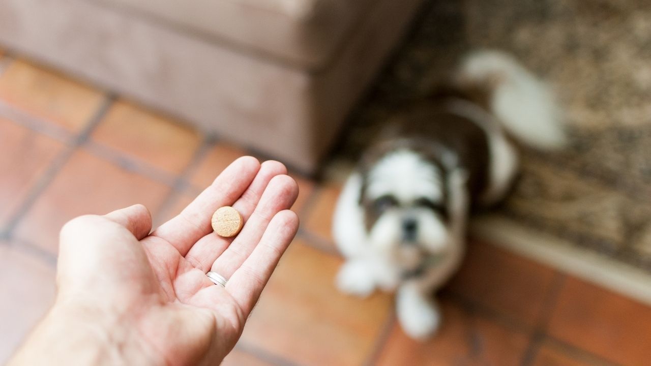 travel anxiety tablets for dogs