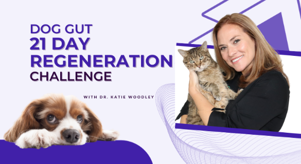 dog-gut-health-challenge Dog Gut 21 Day Regeneration Challenge by dr katie woodley