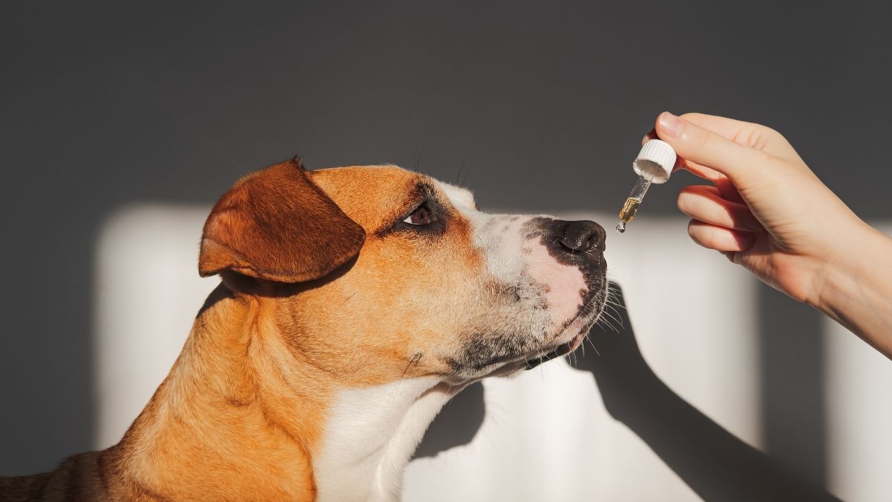essential-oils-dogs