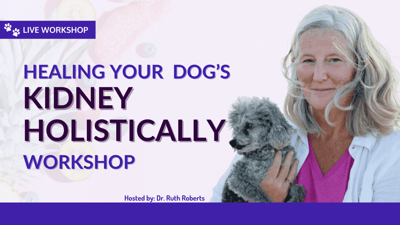 dog-kidney-workshop-2-1