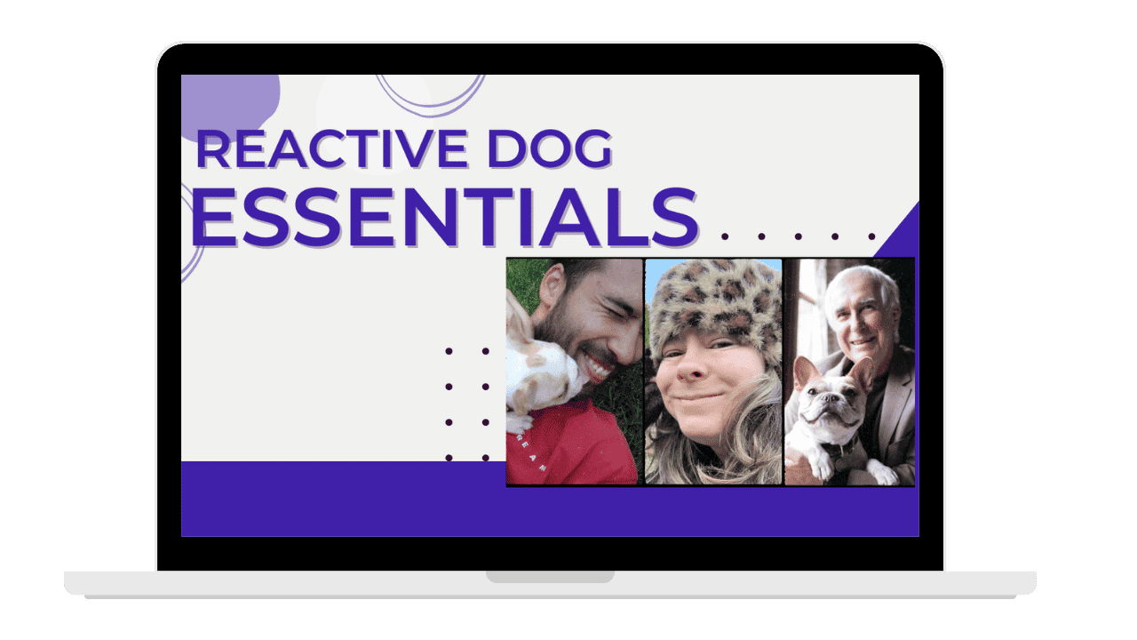 reactive-dog-essentials-course-img-1