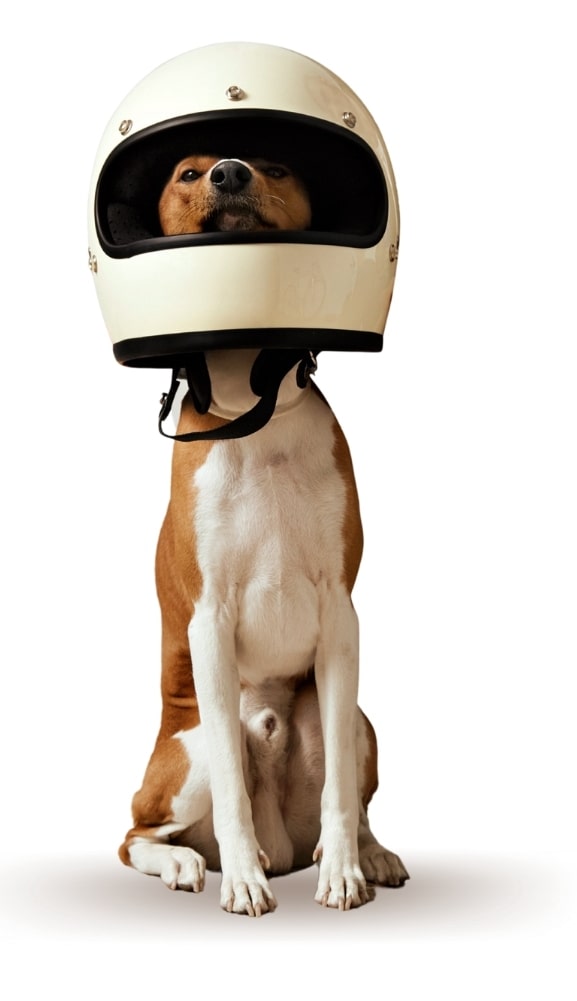dog-helmet-min (1)